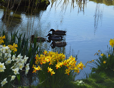 Ducks a Glencoe Farm B&B Guest House