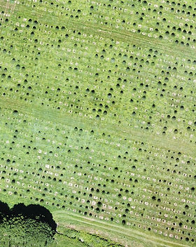 Christmas Tree Farm.jpeg