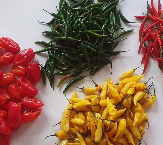 Super HOt Chilli.jpg