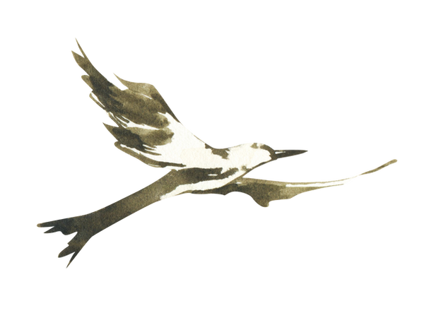 bird3.png