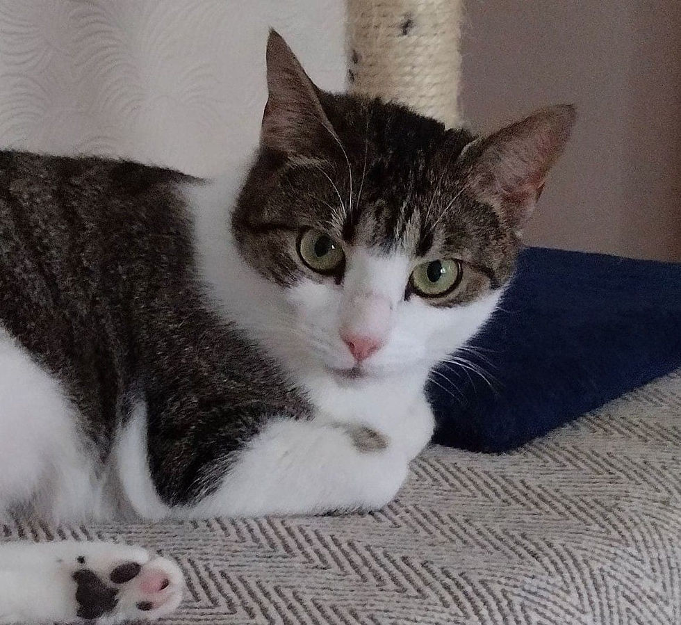 MAGGIE