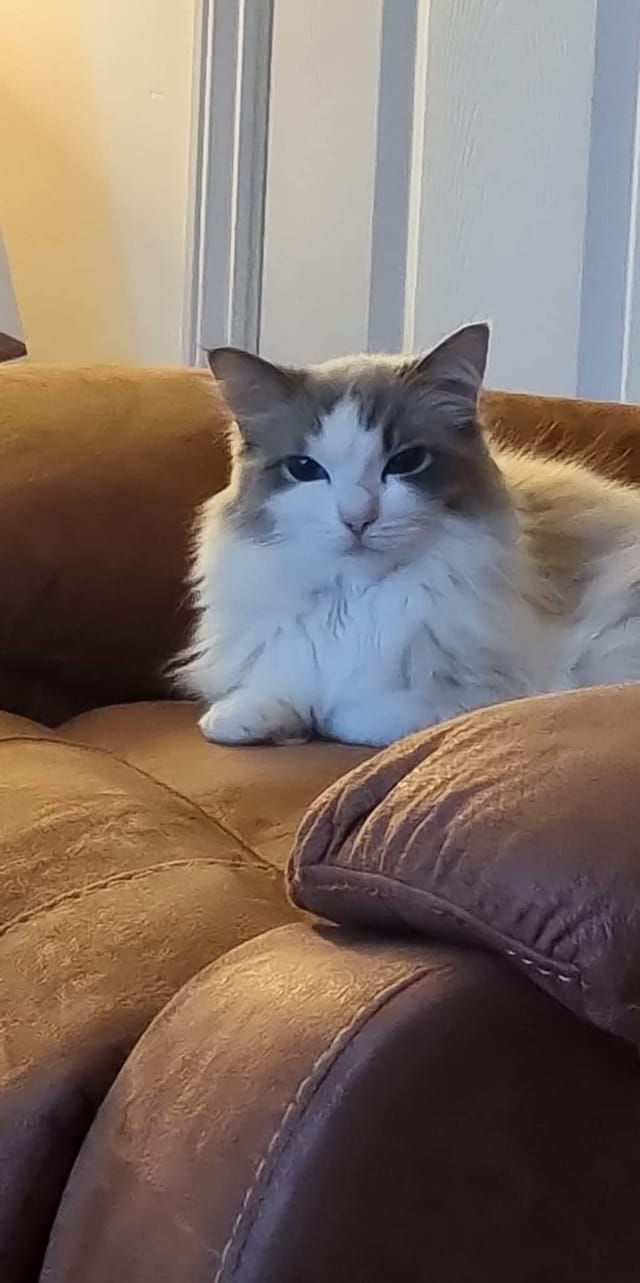 Tia