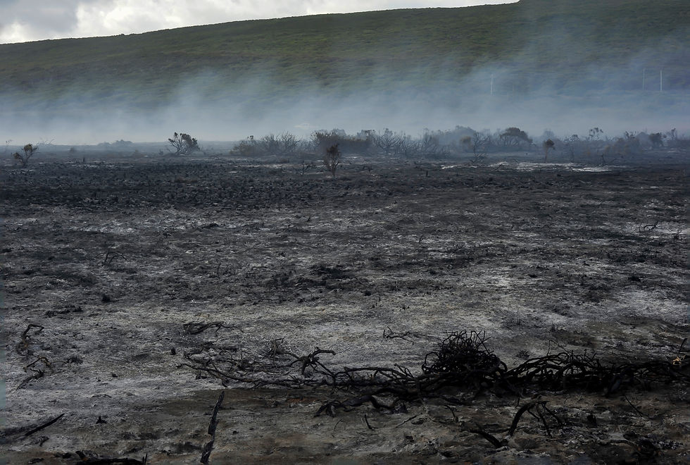 scorched earth