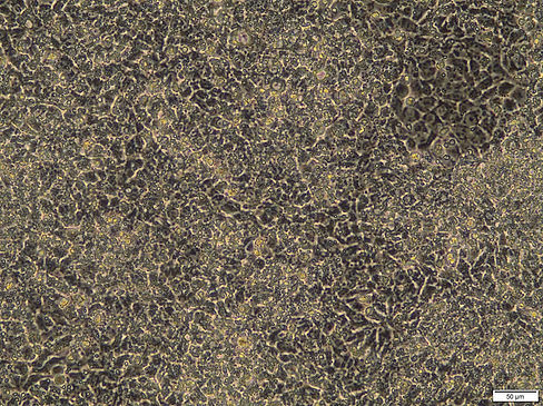 20x Bottom Right.jpg