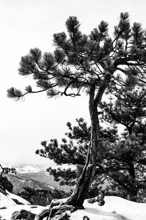 IMG_0988.jpg