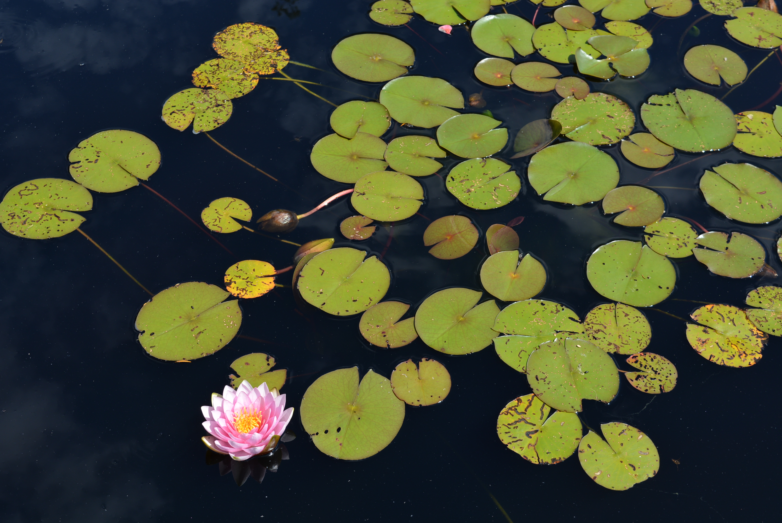 Lotus