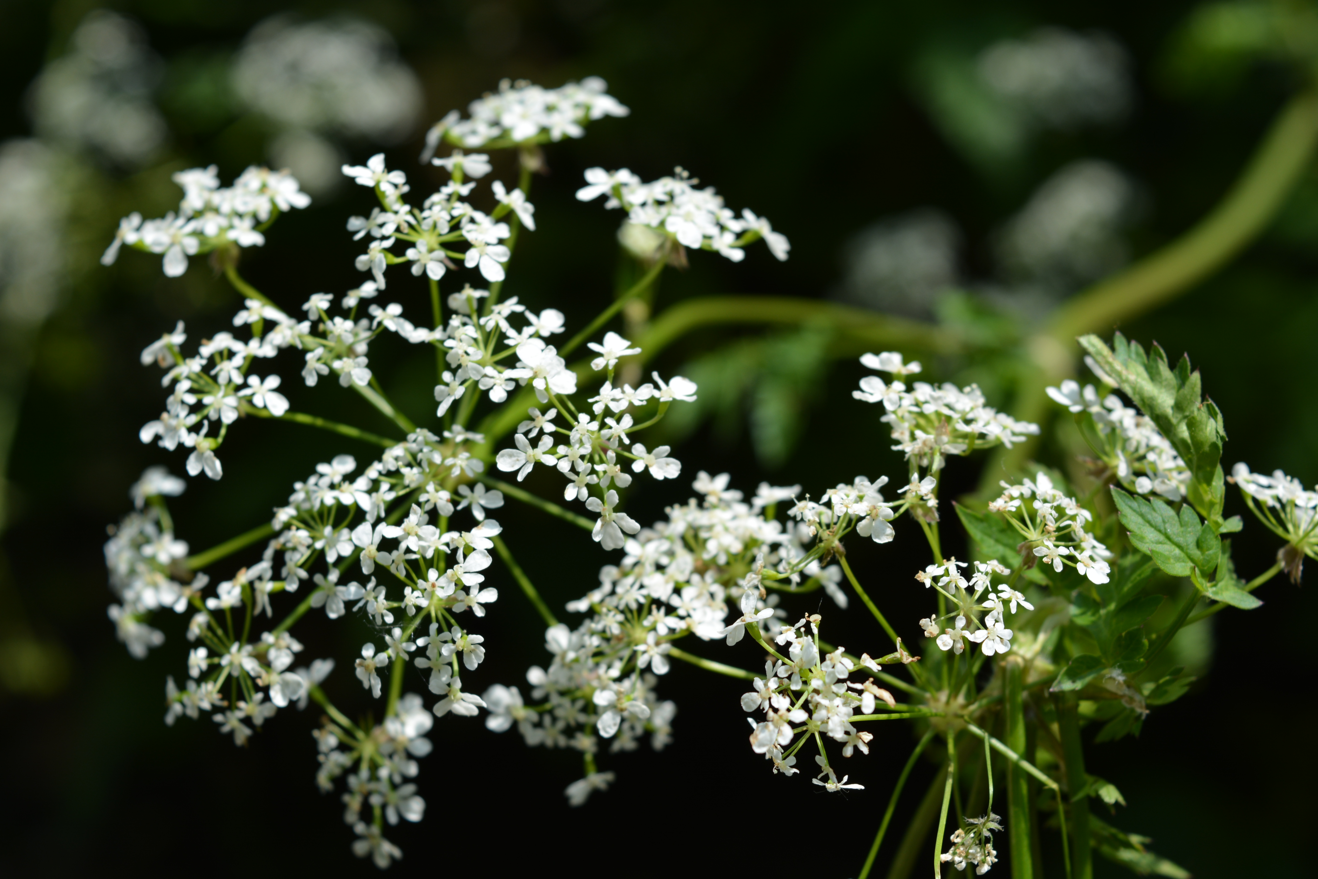 Heaven in Wild Flower