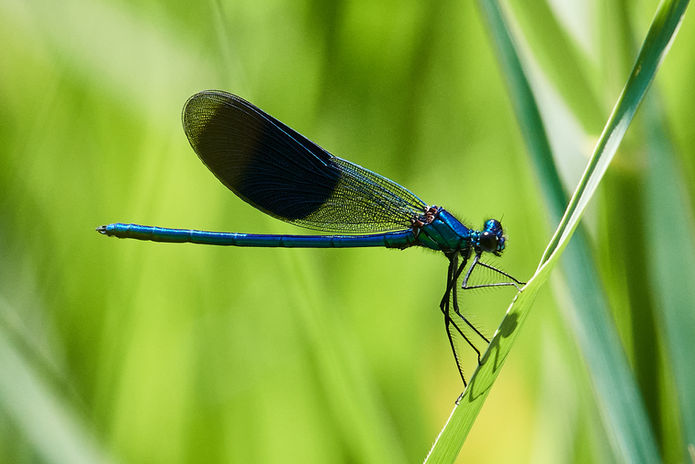 Gebänderte Prachtlibelle