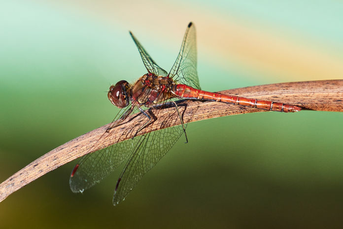 Grosse Heidelibelle, Männchen.jpg