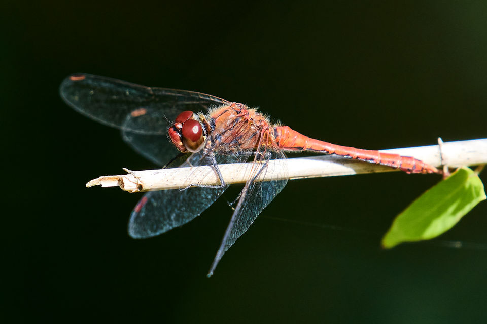 Blutrote Heidelibelle, Männchen.jpg