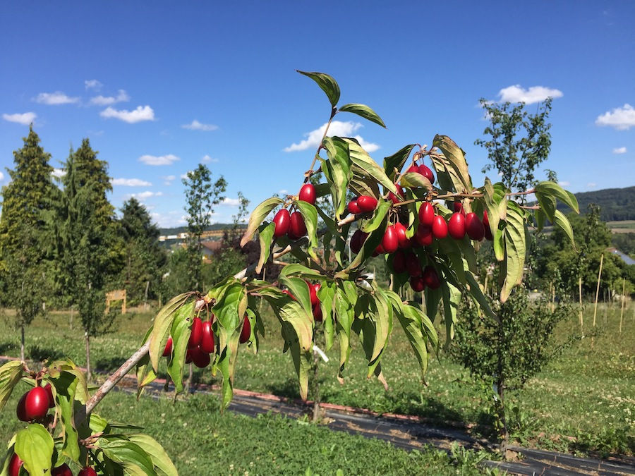 Führung Wildobst-Arboretum