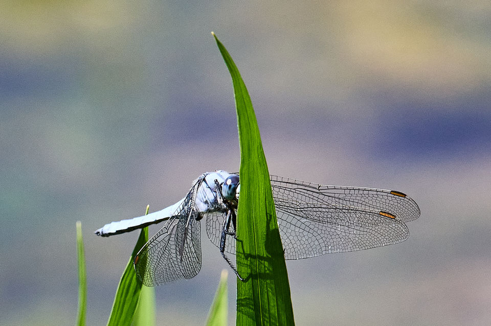 Südlicher Blaupfeil