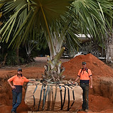 richy and his father next to a transplanted tree