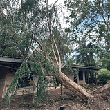 a fallen tree on a roof because of a storm