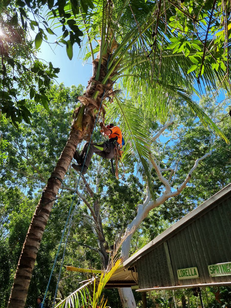an arborist is working on a tree