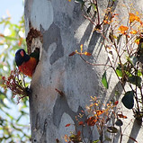 a parrot sticking its head out of its habitat