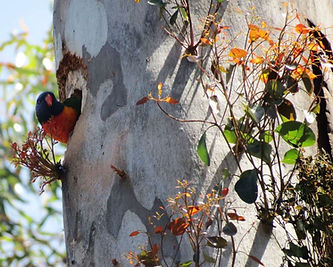 a parrot sticking its head out of its habitat