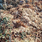 palm mixed mulch