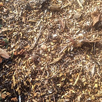mixed garden mulch