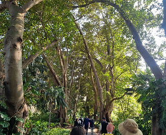 people walking and looking at trees
