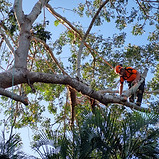an arborist is on a branch to prune the tree