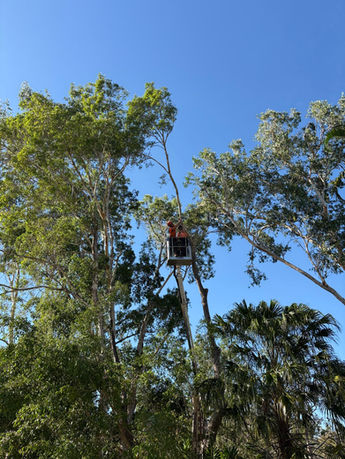 tree removal
