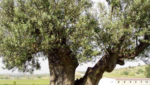 January’s Herb of The Month (The olive leaf)