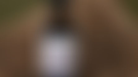 Golden Seal Liquid Extract: Nature's Golden Elixir 🌿