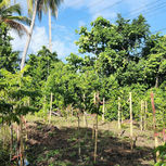 Wetland Compensatory Mitigation