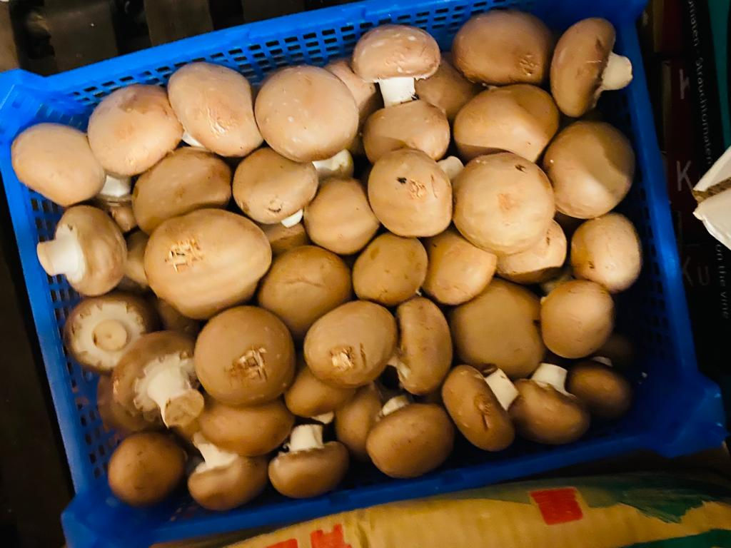 Brown Chestnut Mushroom Box (NL)