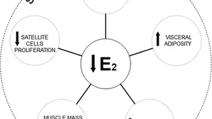 An image from a study - Reduction of estradiol concentrations, morphological changes, and cellular modifications affecting sarcopenia in women aging. Note. E2 = estradiol. Reprinted from Sarcopenia and Menopause: The Role of Estradiol, by A. Geraci, R. Calvani, E. Ferri, E. Marzetti, B. Arosio, and M. Cesari, 2021, Frontiers in Endocrinology, 12, Article 682012 (https://doi.org/10.3389/fendo.2021.682012)