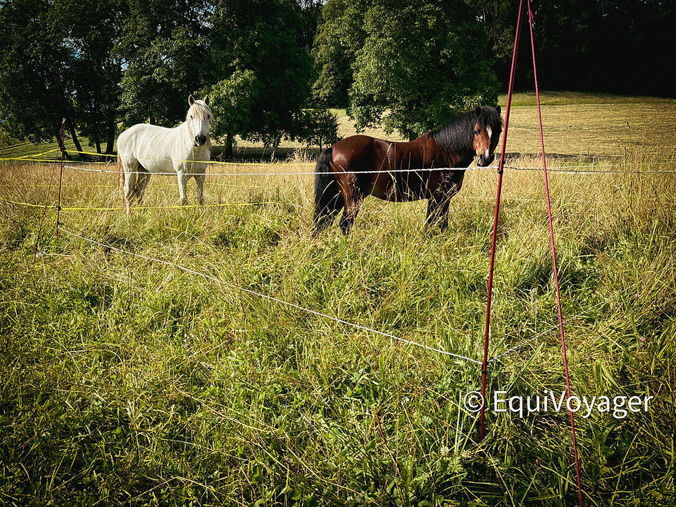 Miniaturbild: EquiVoyager Wanderreitzaun Ultralight