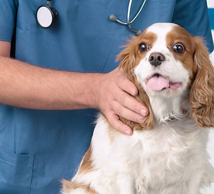 Veterinarian with Dog_edited_edited.jpg