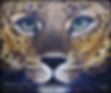 leoapard_edited