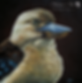 kooka_edited