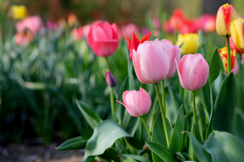 Close-up of pink tulips in bloom, with green leaves and stems in the foreground and softly blurred red and yellow tulips in the background, creating a vibrant spring garden scene.