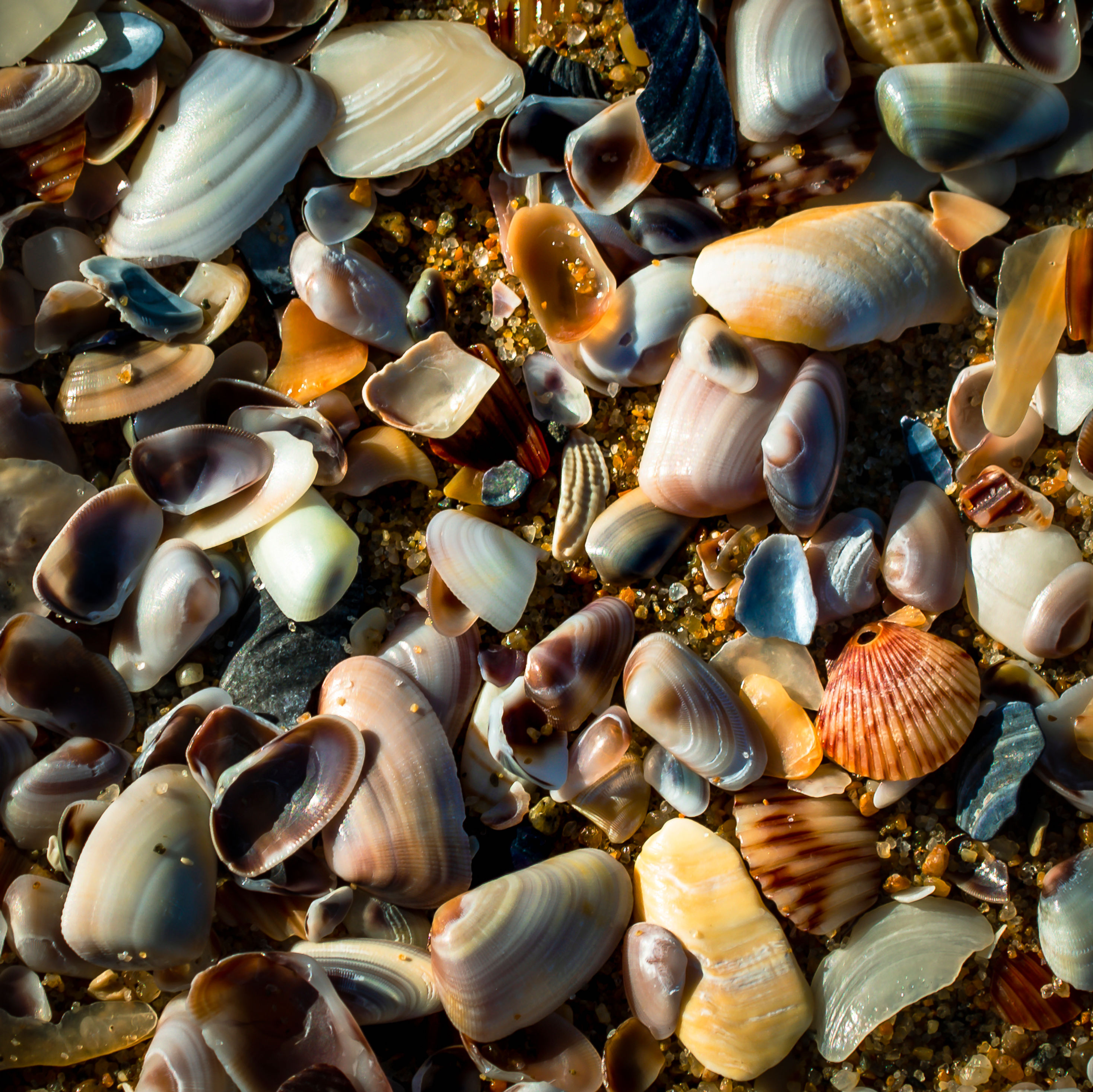 Close-up of colorful seashells scattered on wet sand, captured in warm natural light