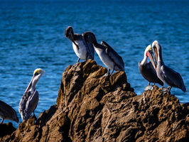 20221112-_DSC2889-Pelican Group Thing.jpg