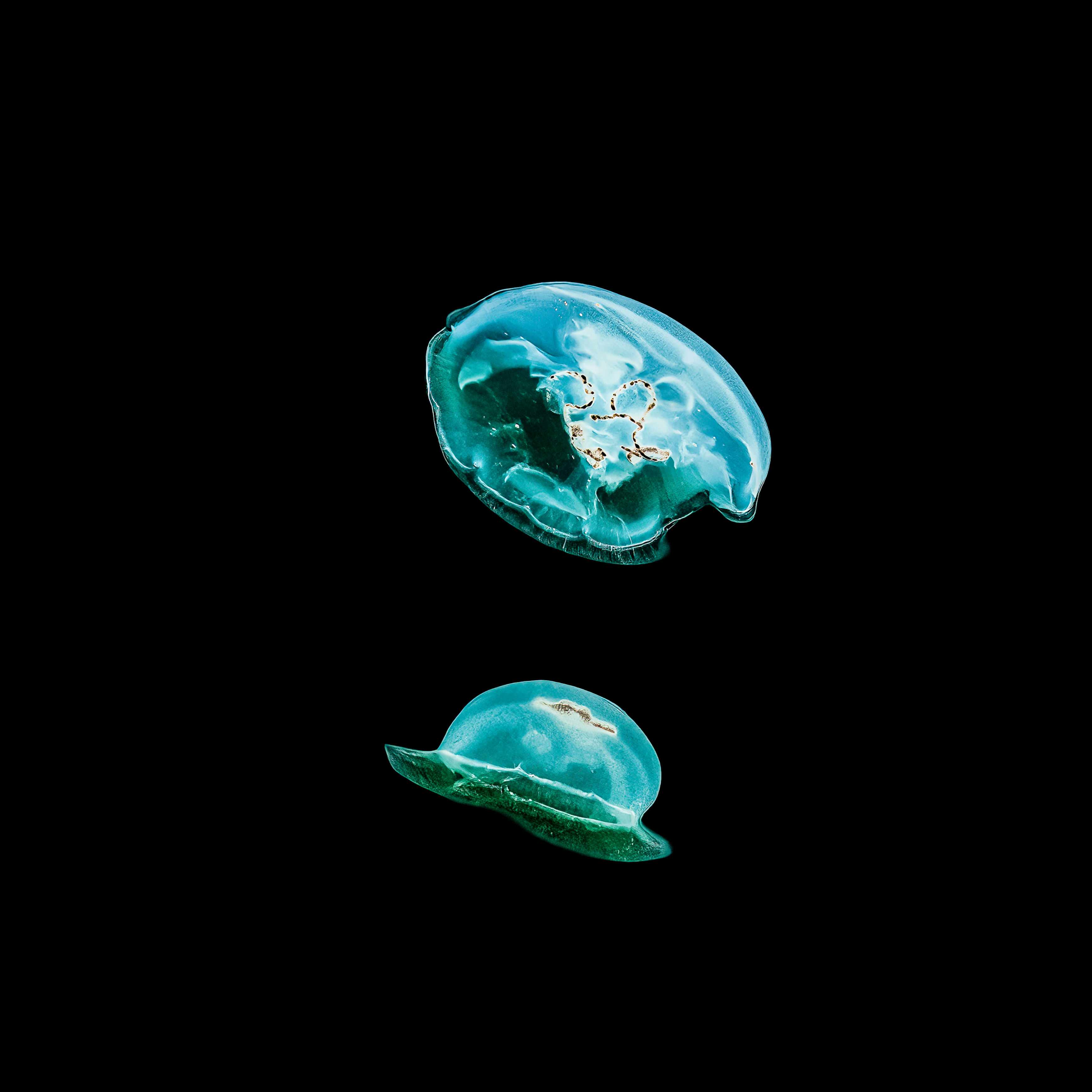 “Turquoise jellyfish fine art photography on black background, minimalist ocean wall art”