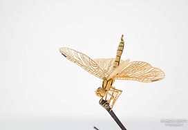 Rhyothemis-1