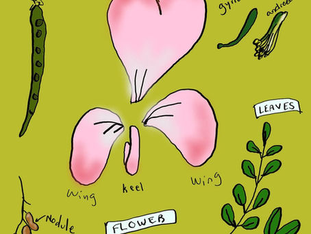 Fabulous Fabaceae: Exploring the Diverse Smells and Chemical Composition of Bean Family Flowers  