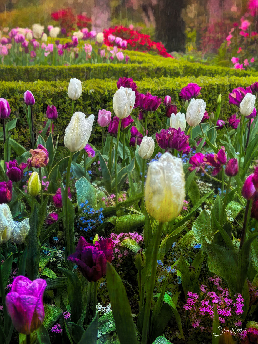 Filoli: Tulip Field