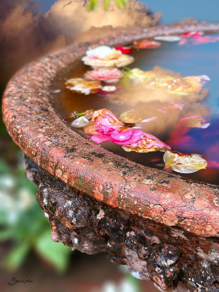 Filoli: Bird Bath Petals