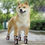 Miniatura: Paw Protectors Non Slip Dog Socks