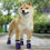 Miniatura: ULTRA VIOLET ABSTRACT TREES Non Slip Dog Socks