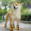 Miniatura: SUNFLOWER Non Slip Dog Socks