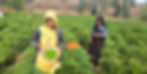 Women Farmers