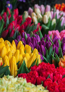 Flower Selection
