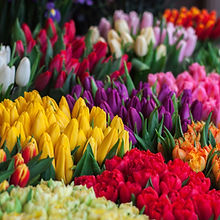 Flower Selection