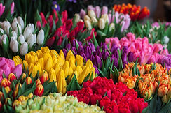 Colorful Tulip Display
